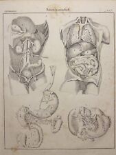 ANTIQUARIAN LITHOGRAPHY 1833 ANATOMY ANTHROPOLOGY PHISIOGNOMY ANTROPOTOMY picture