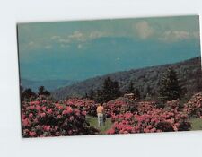 Postcard Worlds Largest Rhododendron Garden Roan Mountain USA picture