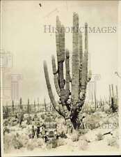1926 Press Photo Men examine giant Gardone cactus in Lower California desert picture