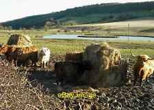 Photo 6x4 Ponds and Highland cattle near Hardwick Farm Harwood Dale Anoth c2014 picture