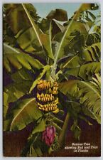 Banana Tree Bud Fruit Florida Tropical Linen Palm Churteich Vintage UNP Postcard picture