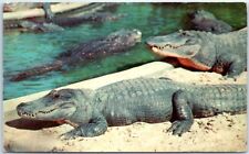 Postcard - Hungry Alligators picture