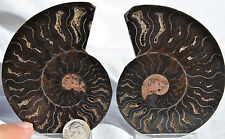 RARE 1 in 100 BLACK PAIR Ammonite Crystal LARGE 89mm Dinosaur FOSSIL 3.5