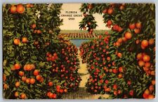 Florida FL - Beautiful Florida's Orange Grove - Vintage Postcard - Unposted picture