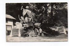 RPPC,Entrance Log at Trees of Mystery Park,Redwood Highway, Klamath, Calif. picture