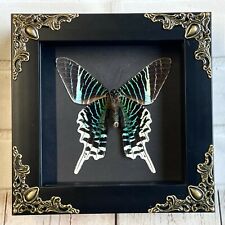 Green Banded Urania Moth (Urania leilus) Butterfly Baroque Box Display Frame picture