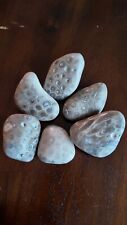 Large Unique Polished Petoskey Stones Authentic Lake Michigan Fossils picture