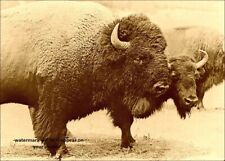 Bison Buffalo PHOTO Old Wild West Cowboy Art Buffalo Herd Decor 5x7 picture
