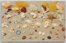 Beautiful Collection of Shells and Coral along the Tidal Coastline - Postcard picture