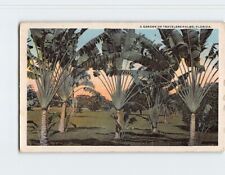 Postcard A Garden of Travelers Palms Florida USA picture