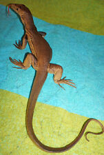 Desert Monitor Lizard Replica - Young Brown - Realistic PVC picture