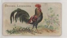 1907 Philadelphia Caramel Zoo Chickens E31 Brown Leghorn z6d picture