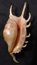 edspal shells -  Lambis vertriesti  126.8mm F+++ marine gastropods sea shell picture