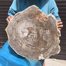 27.94LB  Natural Petrified Wood Fossil Crystal Polished Slice- Madagascar picture