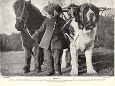 1930s Cute Saint Bernard Print Ch Romeo Little Girl and Pony Print 5288f picture