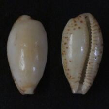 Seashells Palmulacypraea musumea VERY RARE 18mm F+++ cowry deep water specimen picture