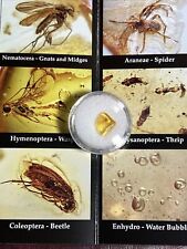SALE GENUINE Burmese Amber Pre-historic Inclusions. Gemstone. Full Insect A121 picture
