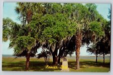 Postcard Lanier Oak Tree Sidney Lanier  picture