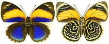 MOUNTED SPREAD BUTTERFLY - Agrias phalcidon excelsior, F1 picture