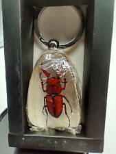 Real Insect Keychain, Millennium Arts M-Bug Brown Stag Beetle picture