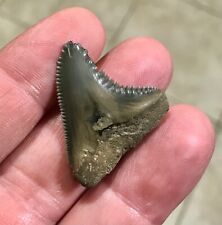 GORGEOUSLY GRAND-GOLDEN BEACH- 1.4” Hemipristis(Snaggle tooth)Shark Tooth Fossil picture