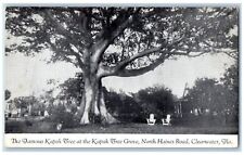 Clearwater Florida FL Postcard The Famous Kapok Tree At  Kapok Tree Grove c1960s picture