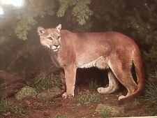 Adult Mountain Lion Or Cougar Edward R. Degginger Photo Posted October 22 1986 picture