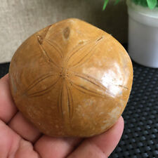 97g Polished Natural Polished SAND DOLLAR Fossil from Madagascar md603 picture