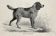 Dog English Water Spaniel (Extinct), 1870s Antique Engraving Print & Article picture