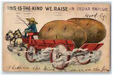 1914 This Is The Kind We Raise Cedar Rapids Iowa Exaggerated Potatoes Postcard picture
