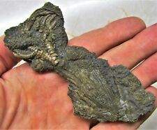 Rare complete crinoid Pentacrinites fossil Charmouth Lyme Regis UK Jurassic rock picture