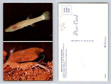 Blind Fish Blind Crayfish Cincinnati Museum of Natural History Cavern OH Postcar picture