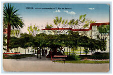 c1910 Arvore Centenaria Na P. Rio De Janeiro Lisboa Brazil Antique Postcard picture