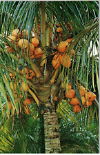 Postcard Coconut Palm Tree in Their Regal Splendor Vintage picture