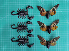 Set of 3 Cicadas & 3 Scorpion Collection Dried Insect Gothic Decor Gift For Him picture