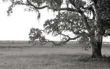 Oak Trees Spanish Moss New Orleans Original 35 mm Black and White Negative 1980s picture