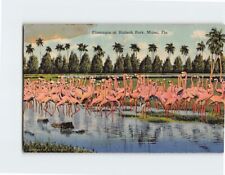 Postcard Flamingos at Hialeah Park Miami Florida USA picture