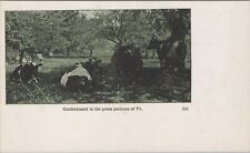 Contentment in the Green Pastures of Vermont c1900s Unposted Postcard picture