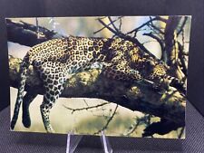POSTCARD: Leopard In A Tree B15￼ picture