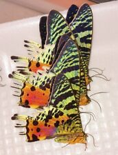 URANIA RIPHEUS A1 SUNSET MOTH WINGS CLOSED LOT OF 5 FROM MADAGASCAR. picture