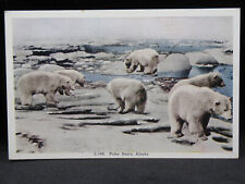 Polar Bears Alaska Linen Postcard UNPOSTED  (0032) picture