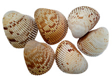 Cockle Sea Shells Lot Of 6 Florida Wast Coast Beaches Sanibel Island 3.25