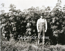 Vintage Marijuana Farming Hemp Farm Farmer in Marijuana Field Michigan GREAT  picture