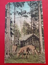 Pinehurst, NC Deer Park Grazing in Woods DB PD 1930s North Carolina Postcard B25 picture