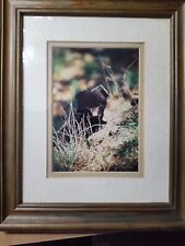 Ken Jenkins Baby Bear Cub Hiding Behind The Tree picture