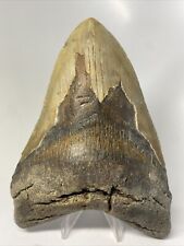 Megalodon Shark Tooth 5.99” Huge - Natural Fossil - Authentic 12042 picture
