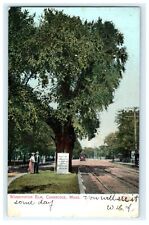 1908 Washington Elm Cambridge MA Trolley Track Posted View picture