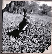 VINTAGE PHOTOGRAPH 1950'S CHIHUAHUA DOG/PUPPY/PUP JACKSONVILLE FLORIDA OLD PHOTO picture