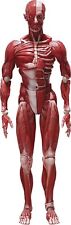 FREEing Human Anatomical Model Figma Action Figure Multicolor picture