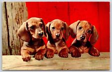 1995 Three Puppies Adorable Eyes Brown Furs Posted Postcard picture